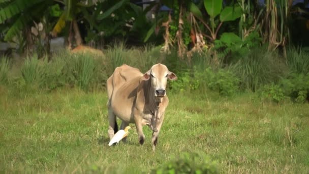 Egret Sapi Dan Sapi Hidup Bersama Lahan Subur Hijau — Stok Video