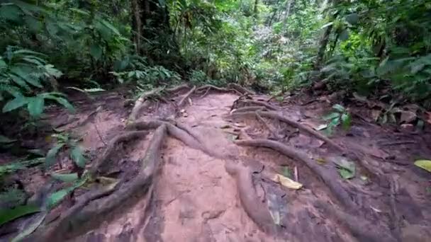 Déplacement Angle Bas Racine Sentier Forêt Tropicale Humide Malaisie — Video