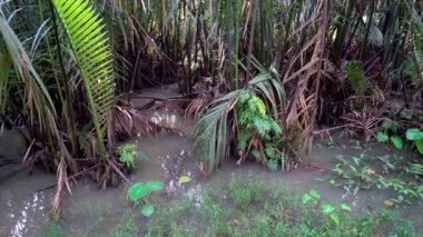 Mangrov ve nipa palmiyesi (Nipa fruiticana) orman manzarası.