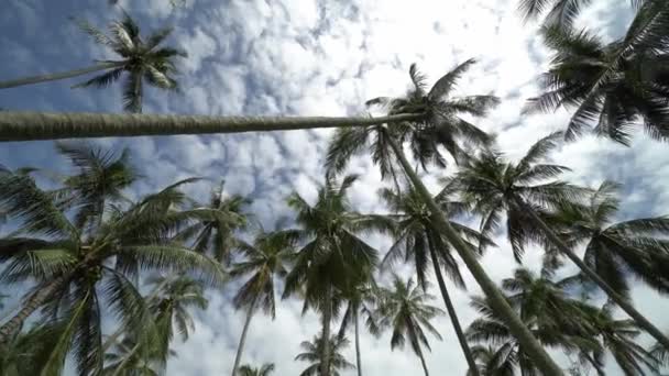 Panning Laukaus Trooppinen Kookos Palmu Sinisen Taivaan Alla Valkoinen Pilvi — kuvapankkivideo