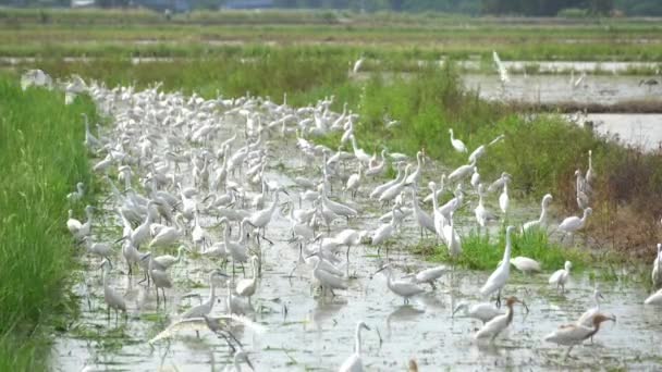 Grupo Pájaro Garza Blanca Permanecen Juntos Arrozal Busca Comida — Vídeo de stock