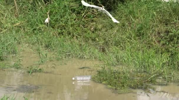 Rio Com Garrafa Plástico Lixo Voar Pássaro Egret — Vídeo de Stock