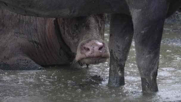 Cerrar Boca Búfalo Cerca Del Agua Sucia — Vídeos de Stock