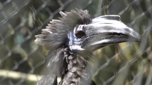 Gros Plan Hornbill Regarde Autour Toi Dans Cage Liberté Perdue — Video