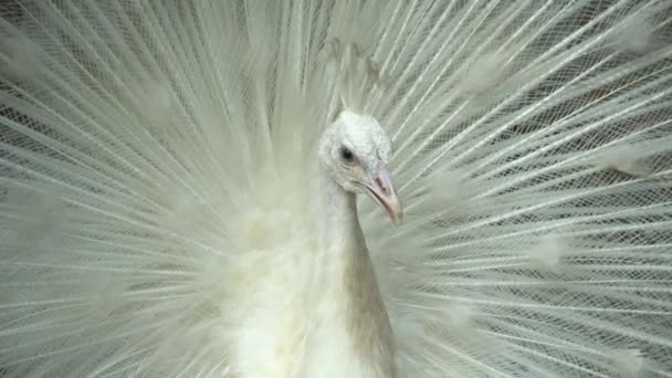 Feche Cabeça Pavão Branco Animal Sagrado — Vídeo de Stock