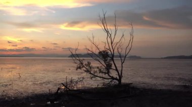 Deniz kıyısındaki çıplak mangrov ağacının görüntüsü.