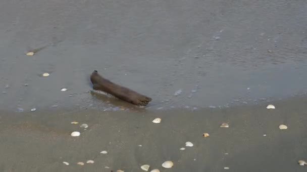 Bloque Madera Golpeado Por Ola Playa Con Concha — Vídeos de Stock