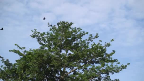 Bir Grup Karga Ağaçta Toplanıyor Mavi Güneşli Bir Gün — Stok video