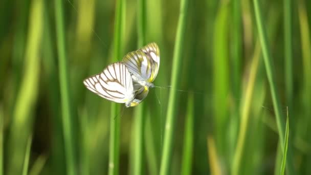 Two Butterflies Trapped Spider Net Paddy Field — Stock Video