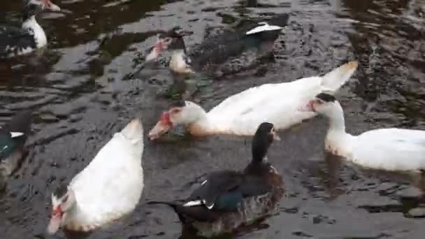 Anatra Nera Anatra Scura Vivono Insieme Fiume — Video Stock