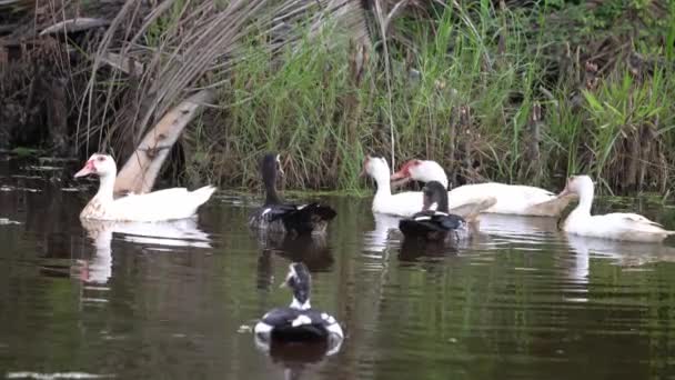 Sekelompok Bebek Berenang Sungai Bersama Sama — Stok Video