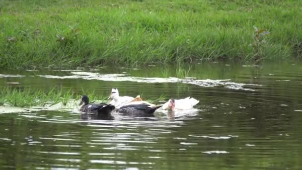 Grupo Patos Nadar Rio Com Fundo Grama Verde — Vídeo de Stock