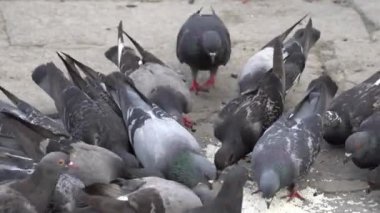 Bir grup güvercin, sokak sakinlerinin pirinç yemlerini yiyor..