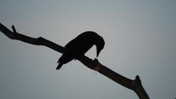 Silhouette Crow Tree Branch — Stock Video