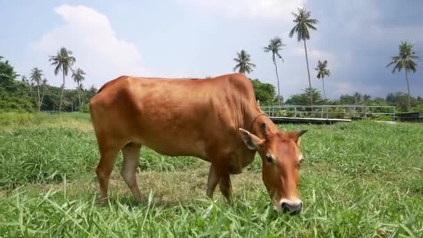 Låg Vinkel Äter Gräs Grönt Landskap Vid Malays Kampung — Stockvideo