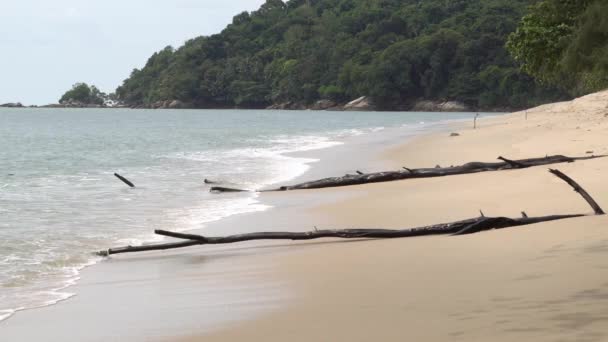 海滩上的枯树树干 轻柔的浪花 — 图库视频影像