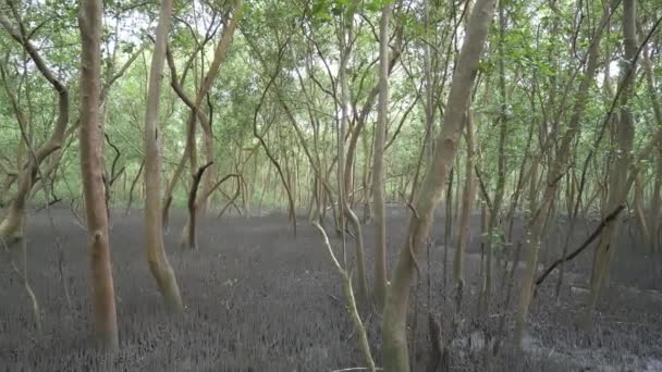 Vista Panorâmica Floresta Manguezais Com Raiz Árvore Superfície — Vídeo de Stock