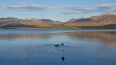 Akşamları Tekapo Gölü 'nde yüzen Mallard ördeği arka planda John Dağı, Güney Adası, Yeni Zelanda.