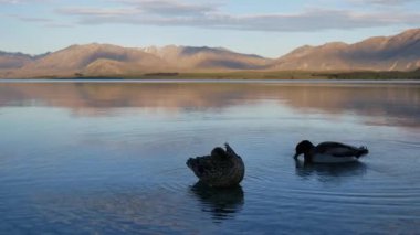 Bir yaban ördeği tüyü temiz, diğeri ise Tekapo Gölü 'nde yüzüyor. Mackenzie Havzası' nın kuzey ucunda..