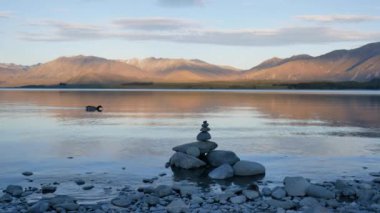 Mallard ördeği Tekapo Gölü 'nde önünde zen taşıyla yüzüyor..