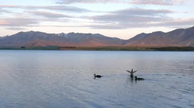 Mallard ördeği Tekapo Gölü 'nde kanat çırpıyor.
