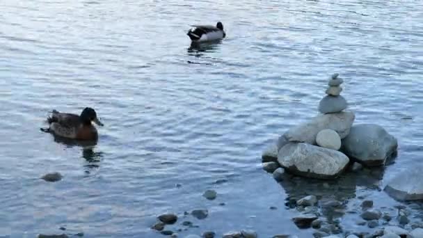Mallard Pato Nadar Además Piedra Zen Lago Tekapo Nueva Zelanda — Vídeos de Stock