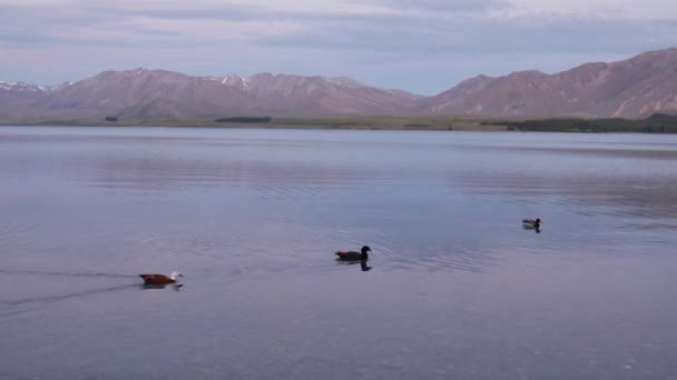 Panning Atirou Três Patos Nadar Para Uma Direção — Vídeo de Stock