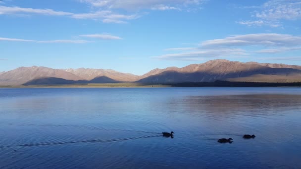 Akşamları Tekapo Gölü Nde Dört Yaban Ördeği Sağa Yüzer — Stok video