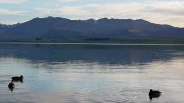Tekapo Gölü 'nde üç yaban ördeği sakin ve suyla dağı yansıtıyor..