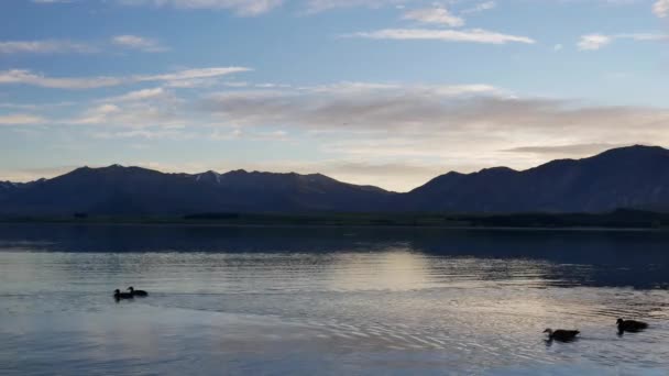 Bir Grup Yaban Ördeği Tekapo Gölü Nün Solunda Yüzüyor — Stok video