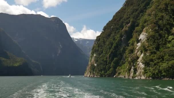 Barco Zarpa Milford Sound Por Mañana — Vídeo de stock