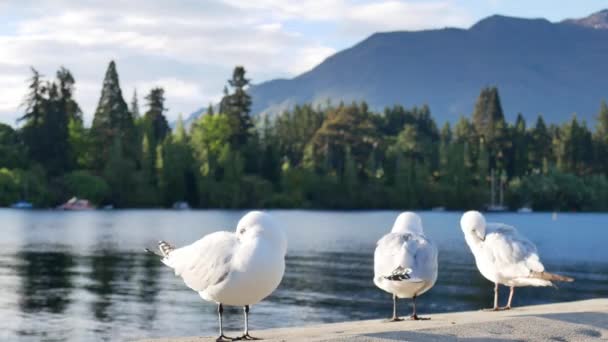 Seagull Stand Presso Molo Lago Wakatipu Queenstown South Island Nuova — Video Stock