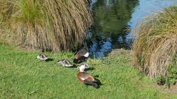 Família Patos Reais Jardim Botânico Christchurch Nova Zelândia — Vídeo de Stock