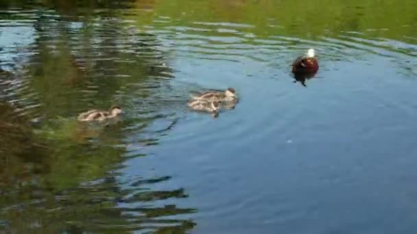 Mallard Patos Bebês Seguir Mãe Nadar Rio Jardim Botânico Christchurch — Vídeo de Stock