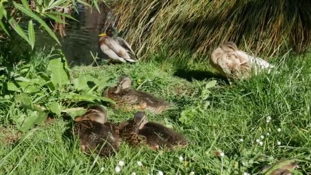 Mallard Ducks Scratch Itchy Botanical Garden Christchurch New Zealand — Stock Video