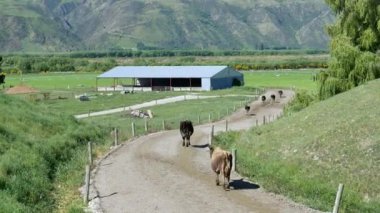 İnek akşamları çiftliğe geri döner..