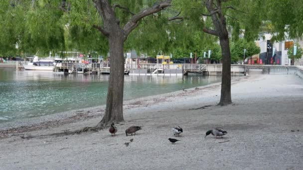 Mallard patos buscar comida en la ciudad. — Vídeos de Stock