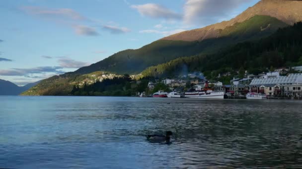 Anka simmar på sjön Wakatipu — Stockvideo