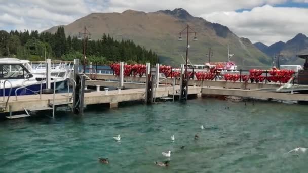 Måsar och gräsänder simmar i sjön Wakatipu nära staden. — Stockvideo