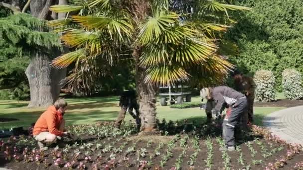 Trabalho de jardineiro no jardim botânico. — Vídeo de Stock