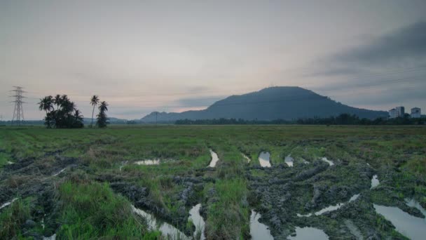 Timelapse Alba Campo Risaia Verde Con Sfondo Bukit Mertajam — Video Stock