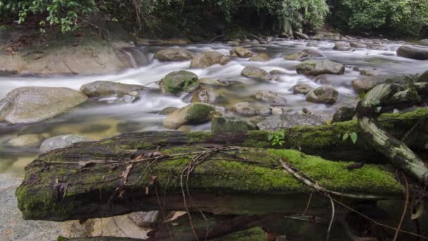 Timelapse Slow Motion River Stream Sungai Sedim Kulim Kedah Malaysia — Stock Video