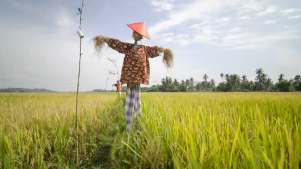 Lahan Sawah Dan Orang Orangan Sawah Malaysia — Stok Video