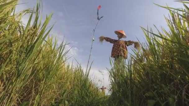 Timelapse Arrozal Decorado Con Espantapájaros Penang Malasia — Vídeos de Stock