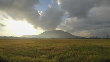 Sarı çeltik tarlasında Sunrie 'nin zamanı geldi. Bukit Mertajam Tepesi.