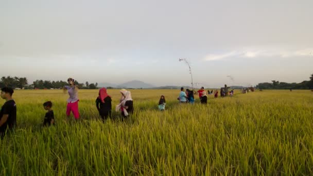 Bukit Mertajam Penang Malaysia Aug 2018 Timelapse Solnedgång Paddyfestival Kampung — Stockvideo