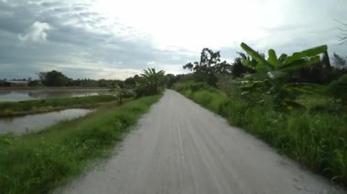 Balik Pulau 'daki doğal kırsal yoldan çeltik tarlasından geç..
