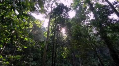 Güneşli bir sabahta Malezya 'nın yağmur ormanlarında yeşil ağaç taraması.