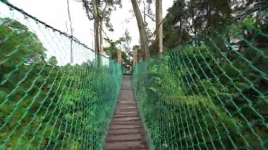 Malezya yağmur ormanlarında tepe örtüsü yürüyüşü. POV görünümü.