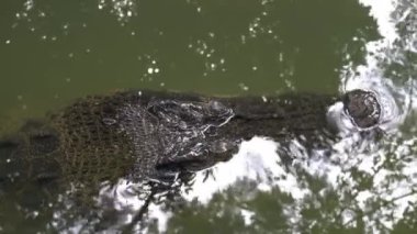 Estuarine timsahı suda saklanıyor..